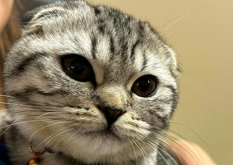 Carousel Slide 3: Routine cat health exams available!